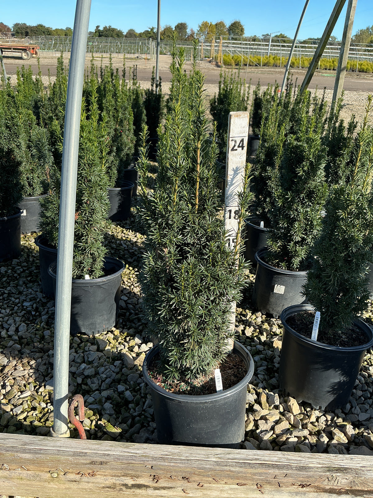Taxus media 'Beanpole'