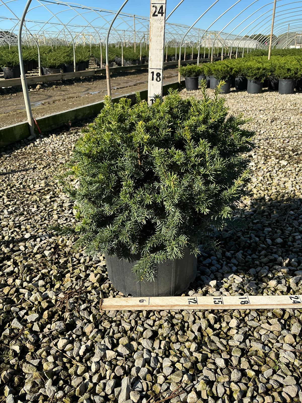 Taxus baccata 'Repandens'
