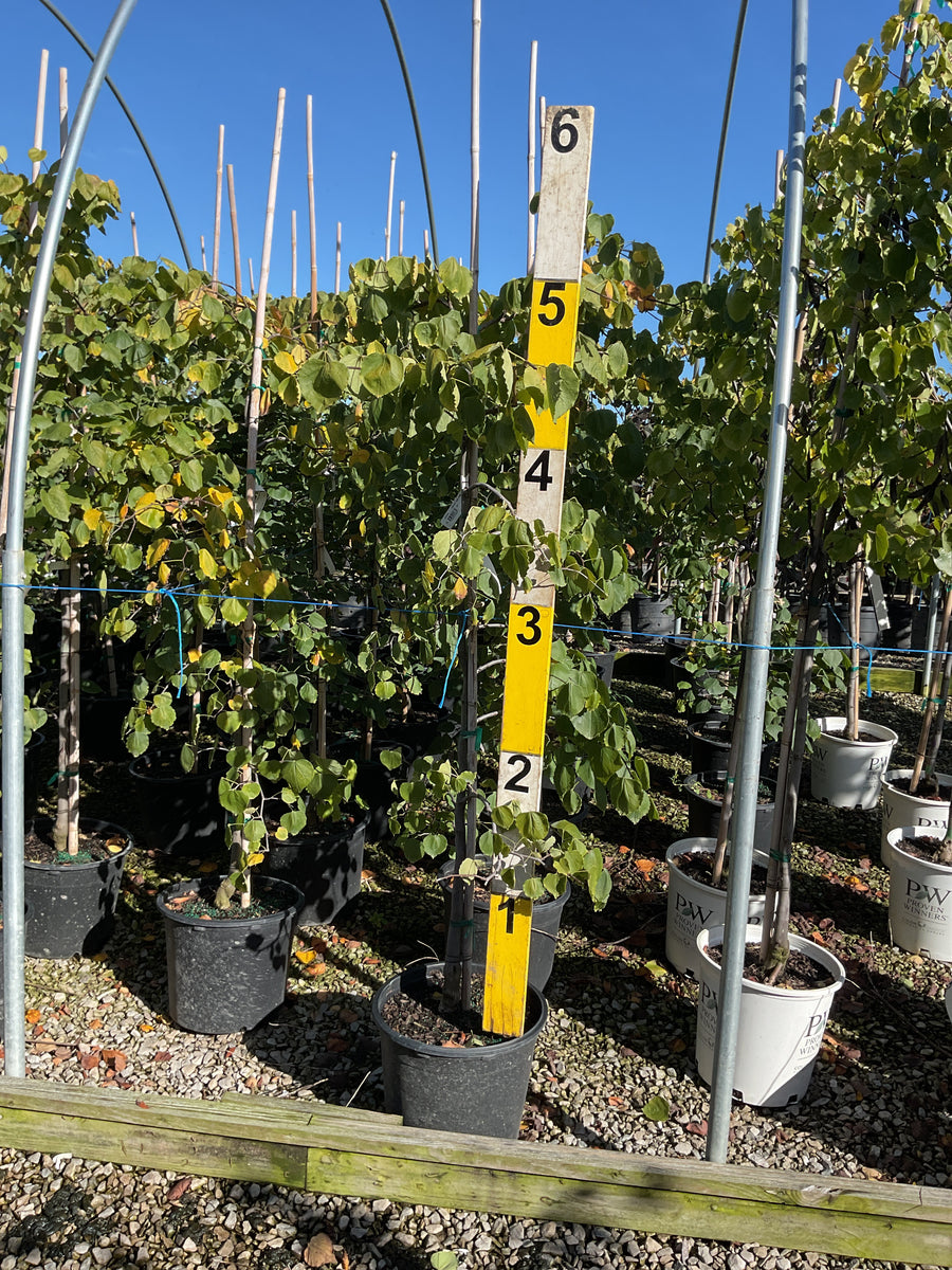 Cercis canadensis 'Pink Heartbreaker'