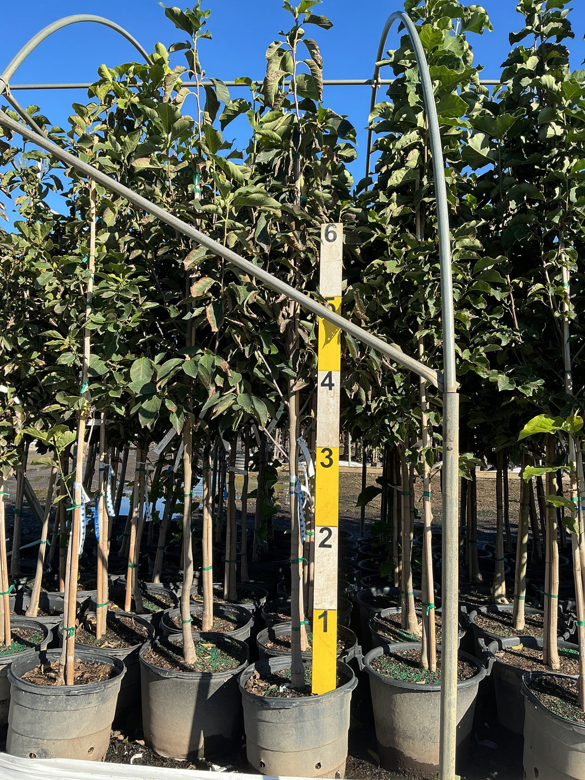 Magnolia 'Hybrid JURMag1'