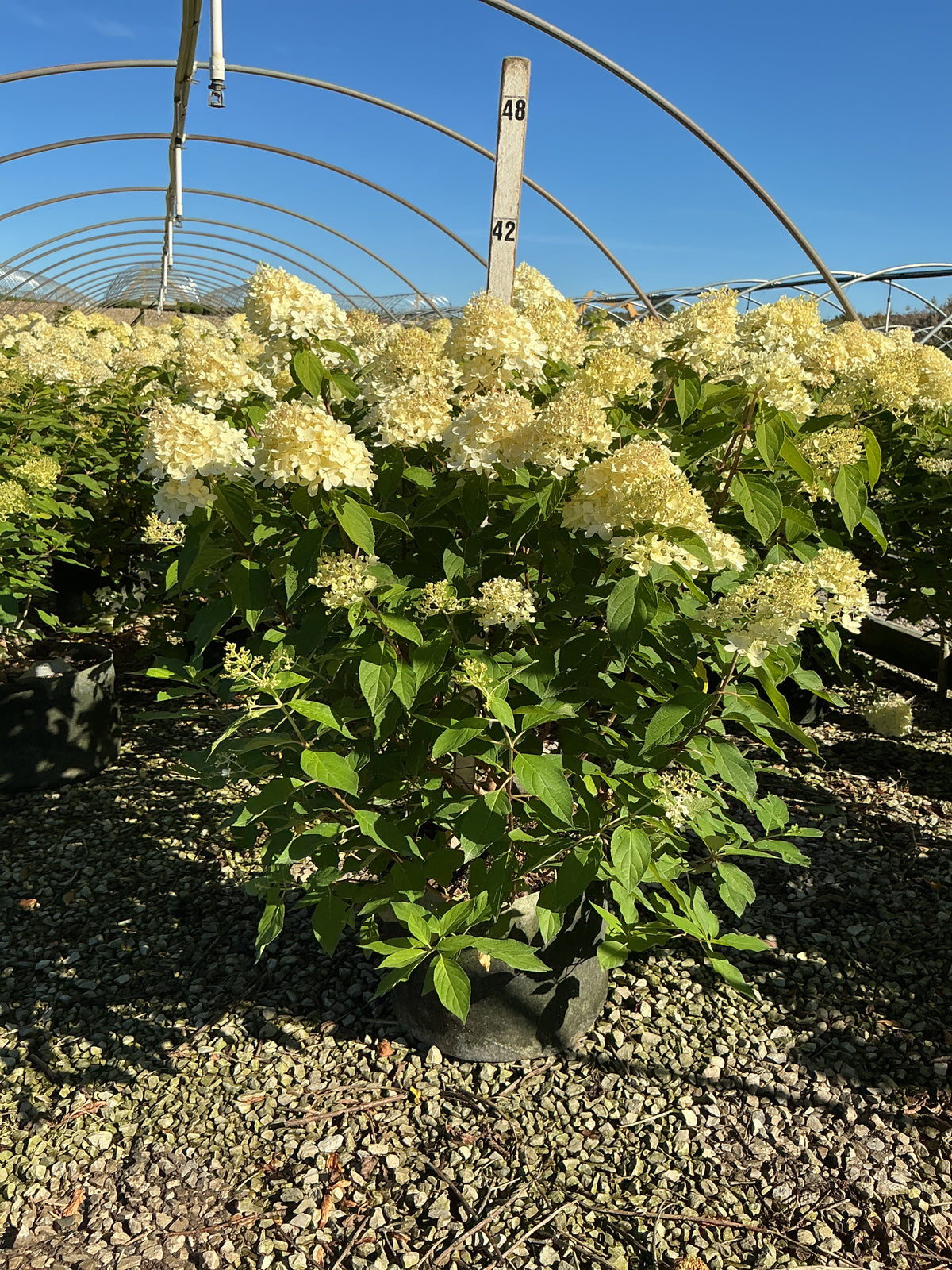 Hydrangea paniculata 'Zwijnenburg'