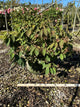 Viburnum plicatum 'Mariesii'