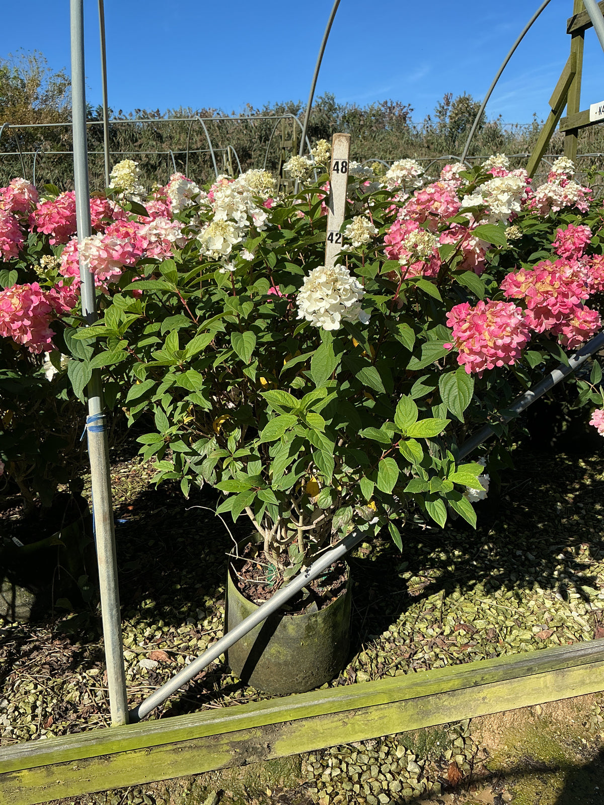 Hydrangea 'P Fire Light'