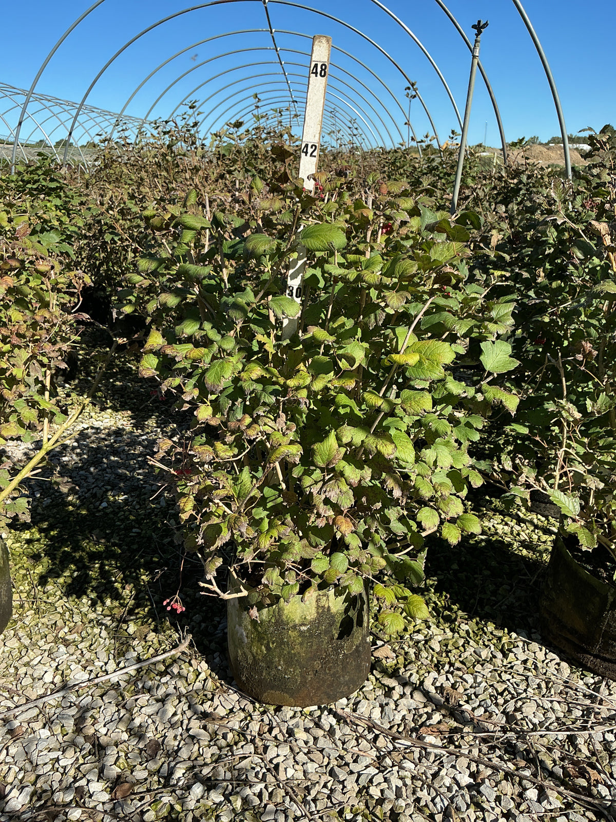 Viburnum trilobum