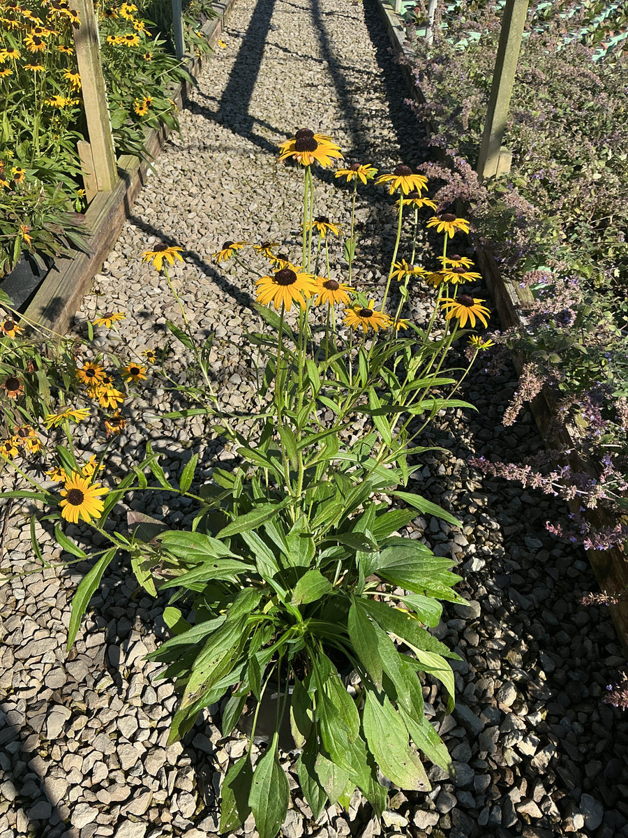 Rudbeckia fulgida 'Little Suzy'