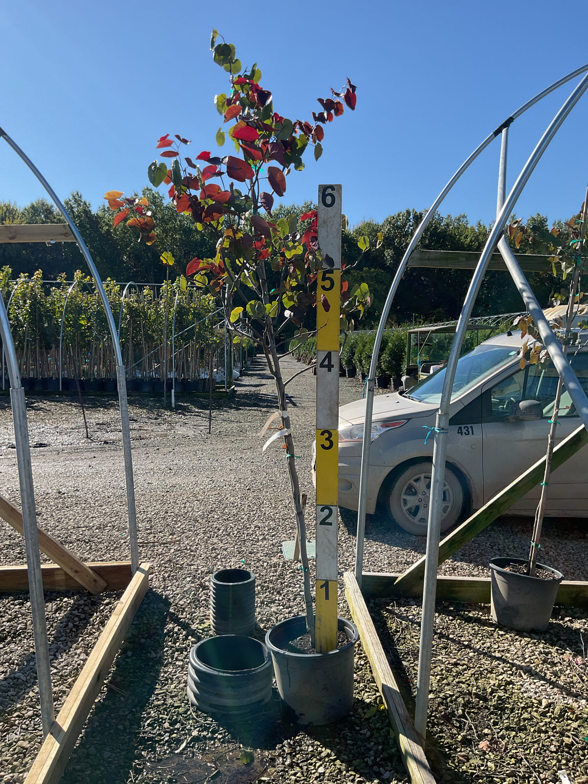 Cercis canadensis 'Merlot'