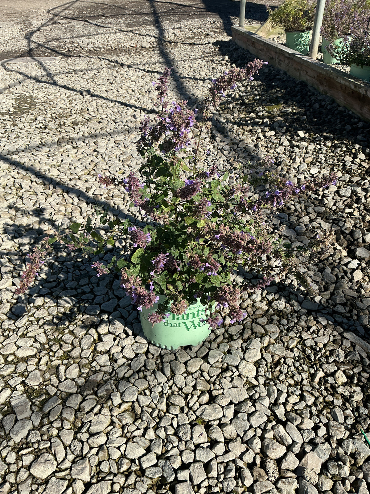 Nepeta faassenii ‘Tall Tails’