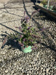 Nepeta faassenii ‘Tall Tails’