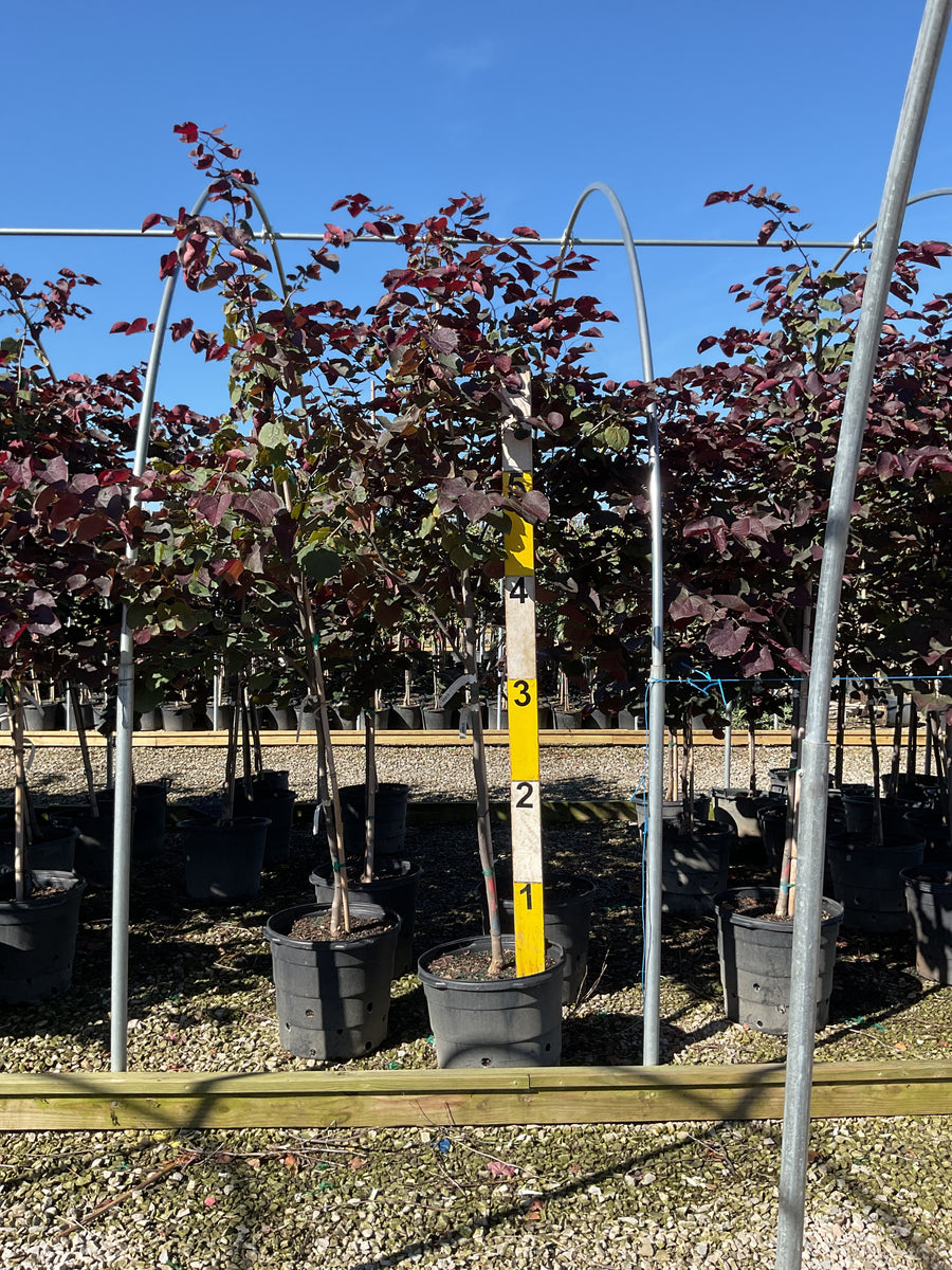 Cercis canadensis 'Midnight Express'