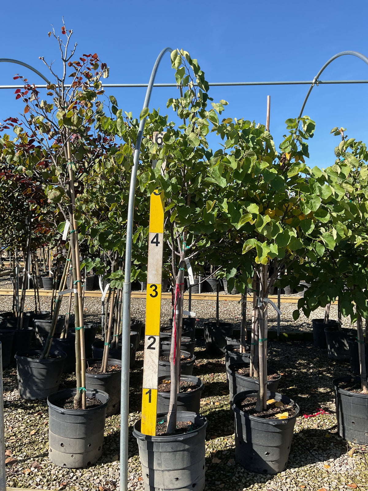 Cercis canadensis 'Pink Pom Poms'