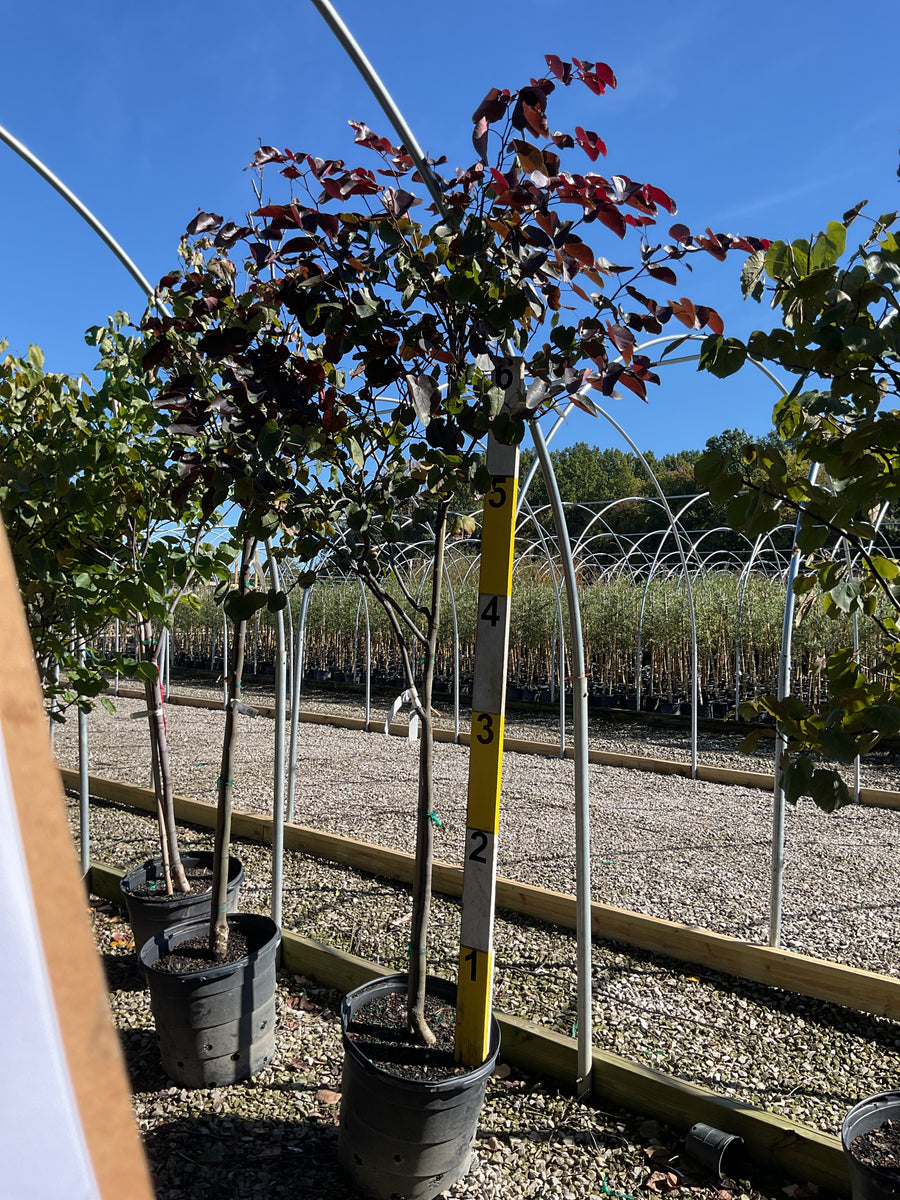 Cercis canadensis 'Merlot'