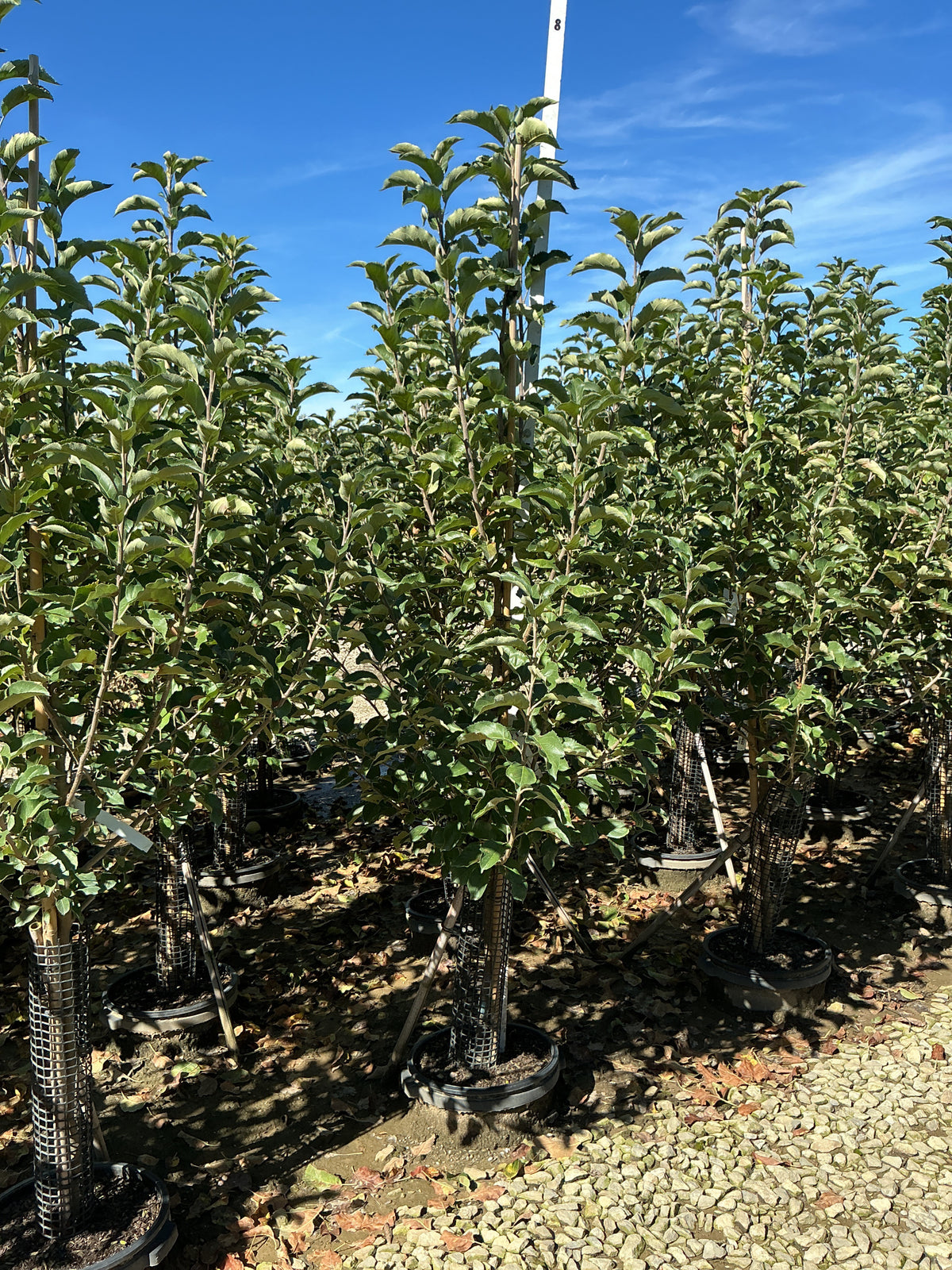 Malus 'Fruit Cripps Pink'