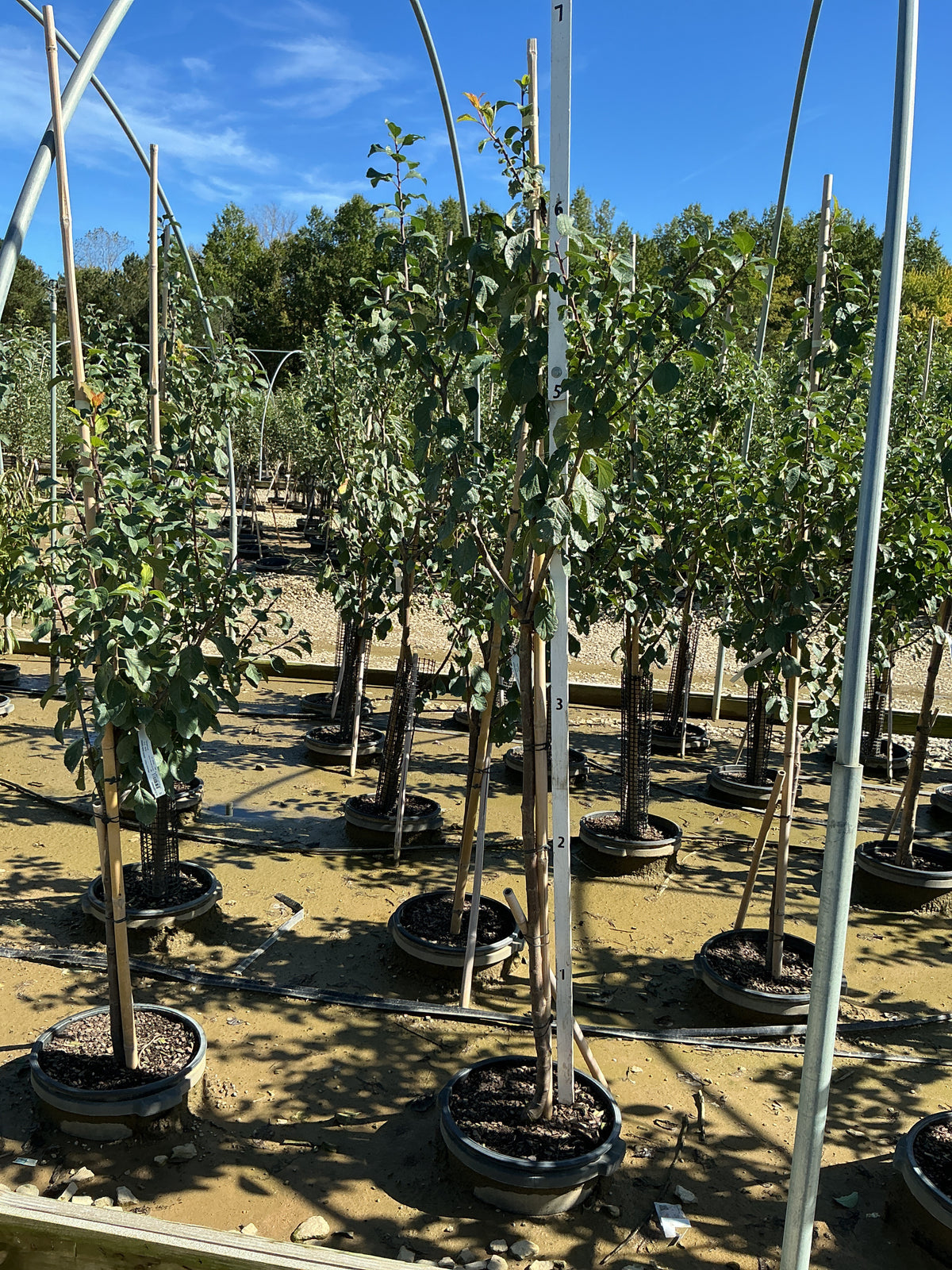 Prunus 'Fruit Green Gage European Plum'