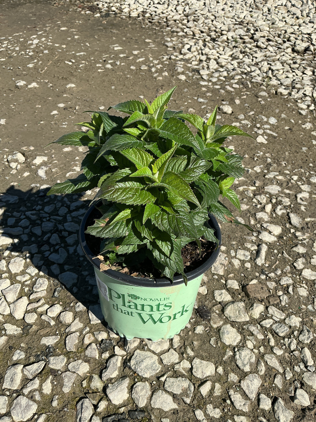 Monarda pocahontas 'Pink'