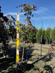 Cercis canadensis 'Ruby Falls'