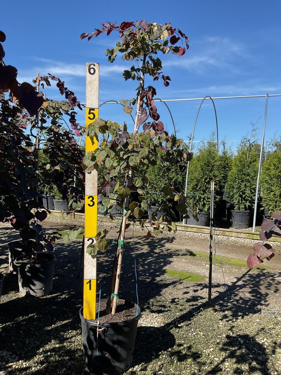 Cercis canadensis 'Ruby Falls'