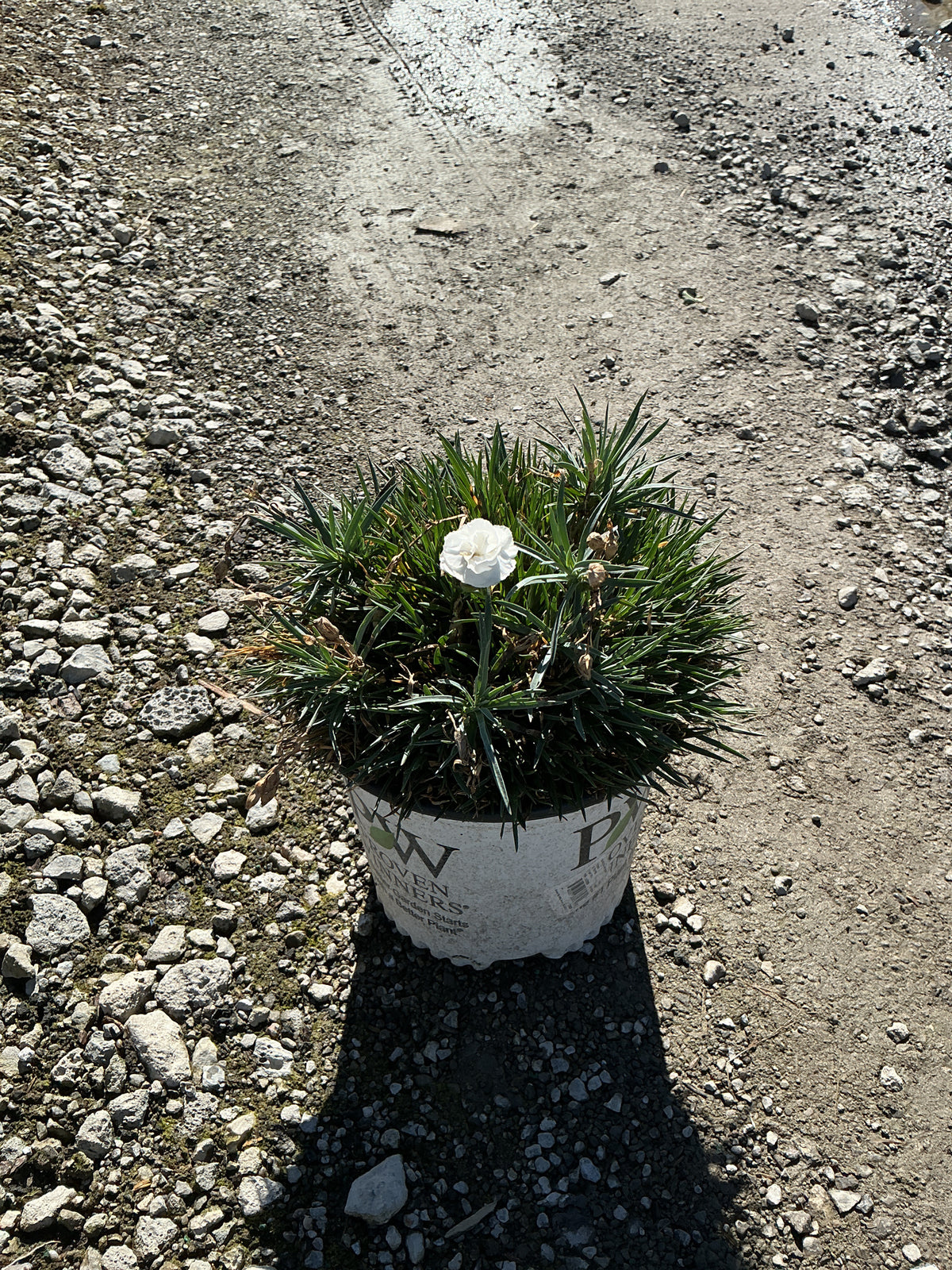 Dianthus hybrid 'Whipped Cream'