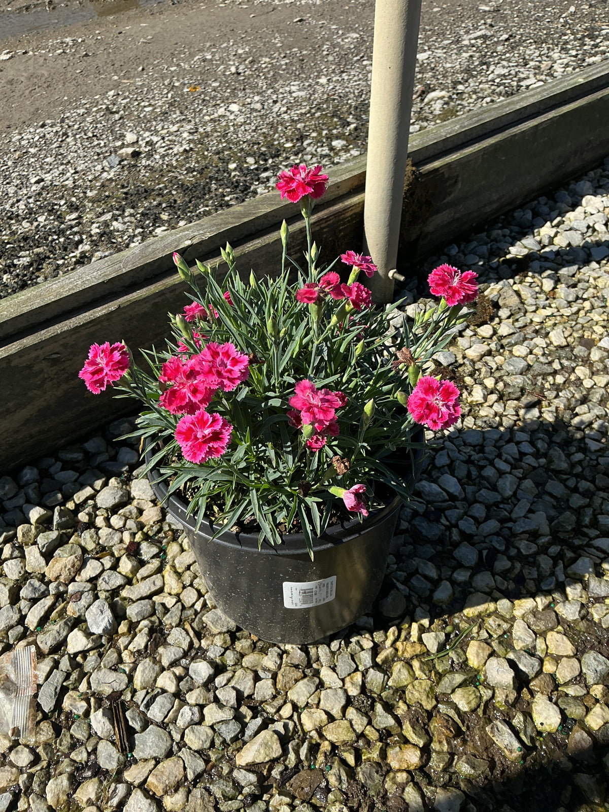 Dianthus delilah 'Magenta Bicolor'