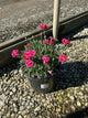 Dianthus delilah 'Magenta Bicolor'