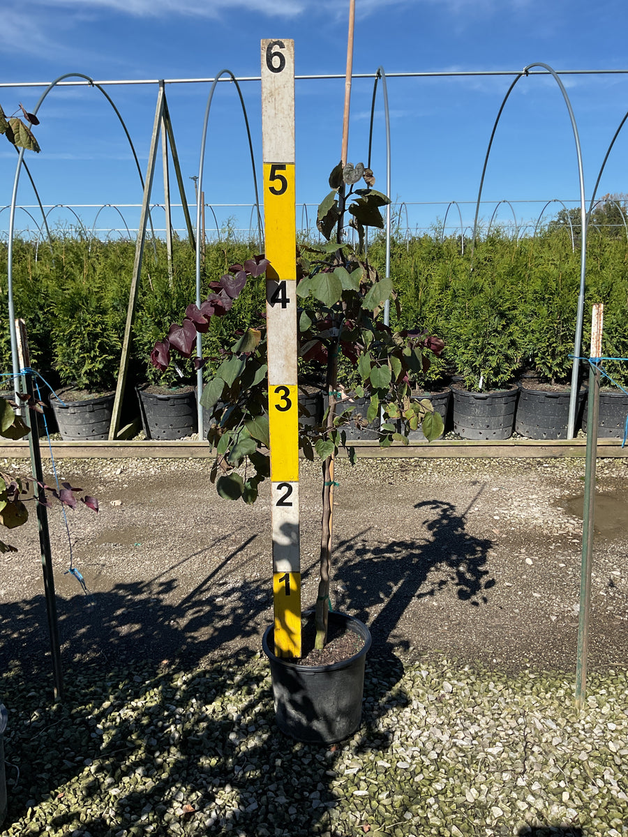 Cercis canadensis 'Ruby Falls'