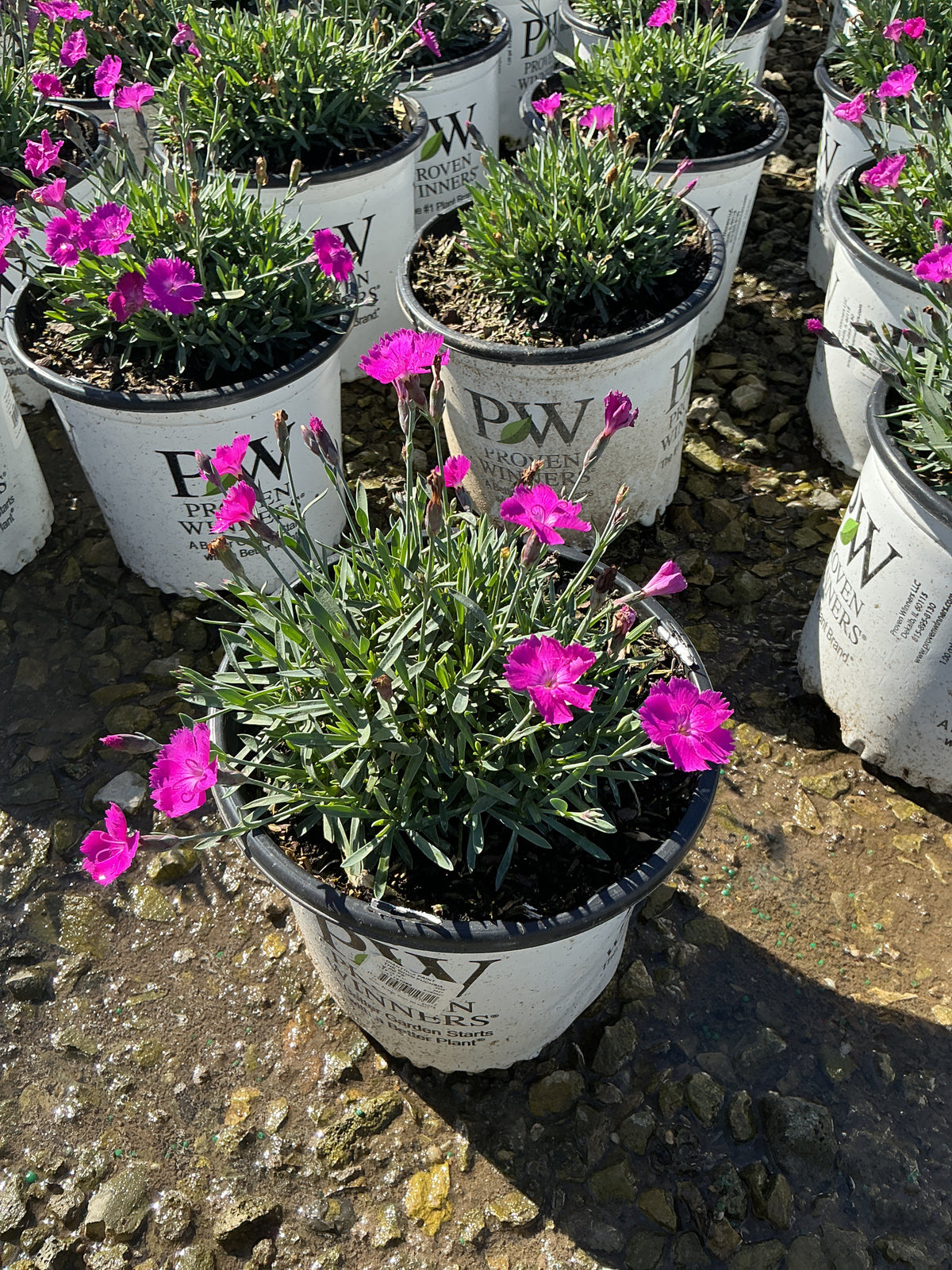 Dianthus paint 'The Town Fuchsia'