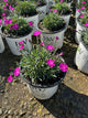 Dianthus paint 'The Town Fuchsia'