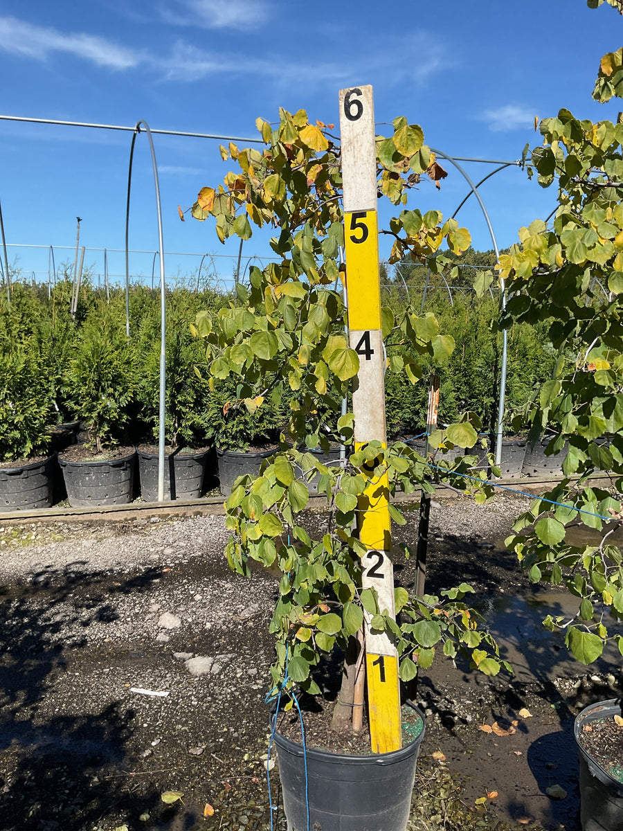 Cercis canadensis 'Pink Heartbreaker'