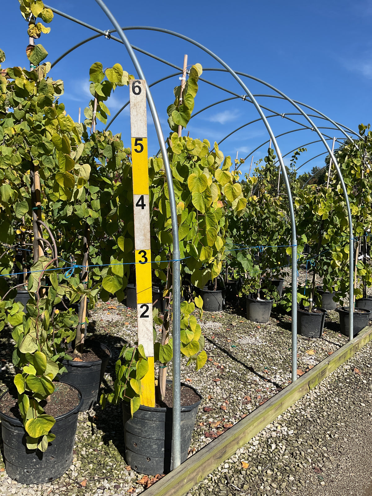 Cercis canadensis 'Golden Falls'