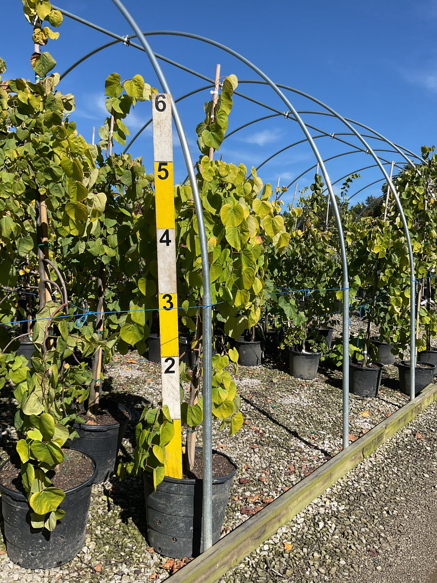 Cercis canadensis 'Golden Falls'
