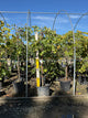 Cercis canadensis 'Covey'