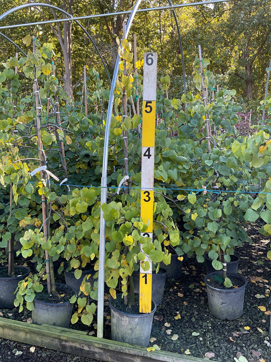 Cercis canadensis 'Covey'