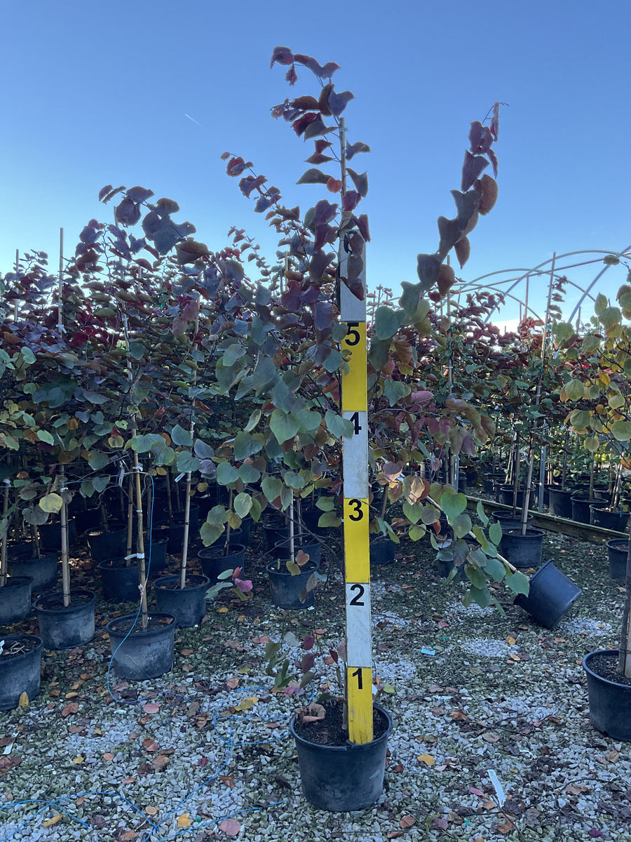 Cercis canadensis 'Forest Pansy'