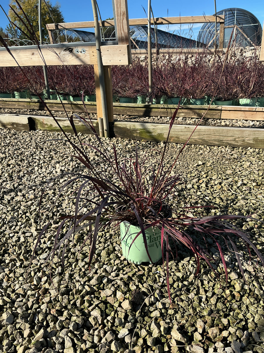 Andropogon 'And. Blackhawks'