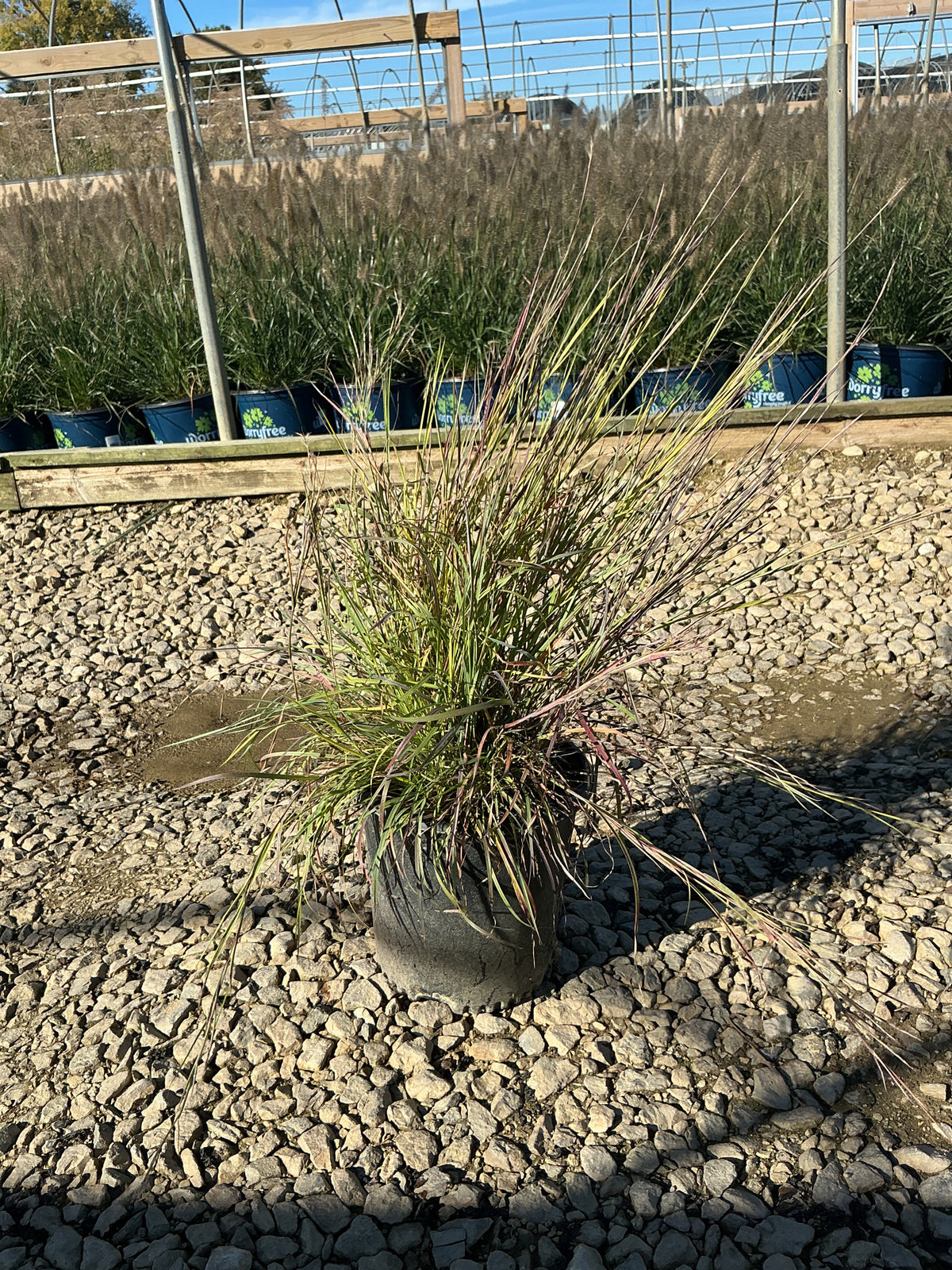 Schizachyrium limonium 'Blue Diamond'