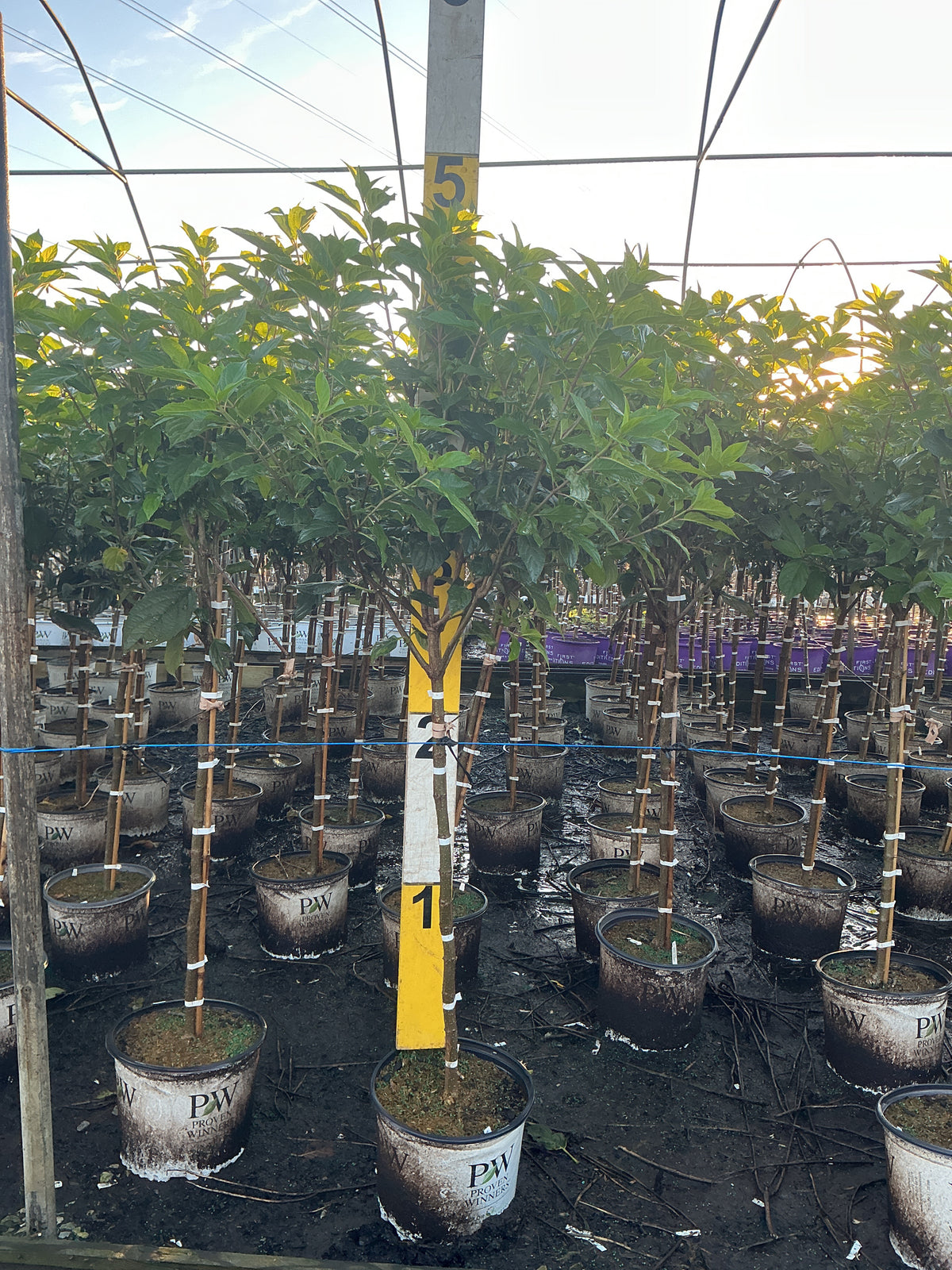 Hydrangea paniculata 'Jane'