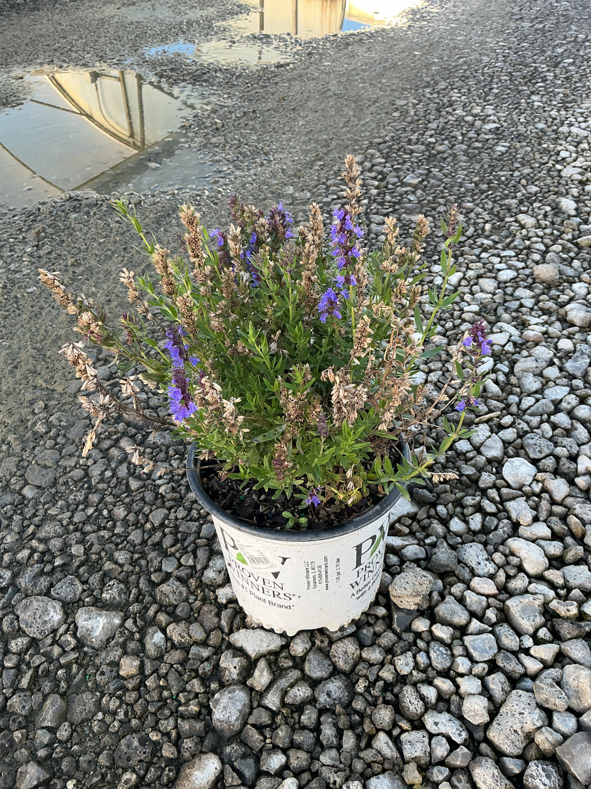 Hyssopus officinalis 'Scentastic Blue'