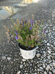 Hyssopus officinalis 'Scentastic Blue'