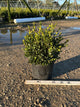 Buxus microphylla 'Green Velvet'