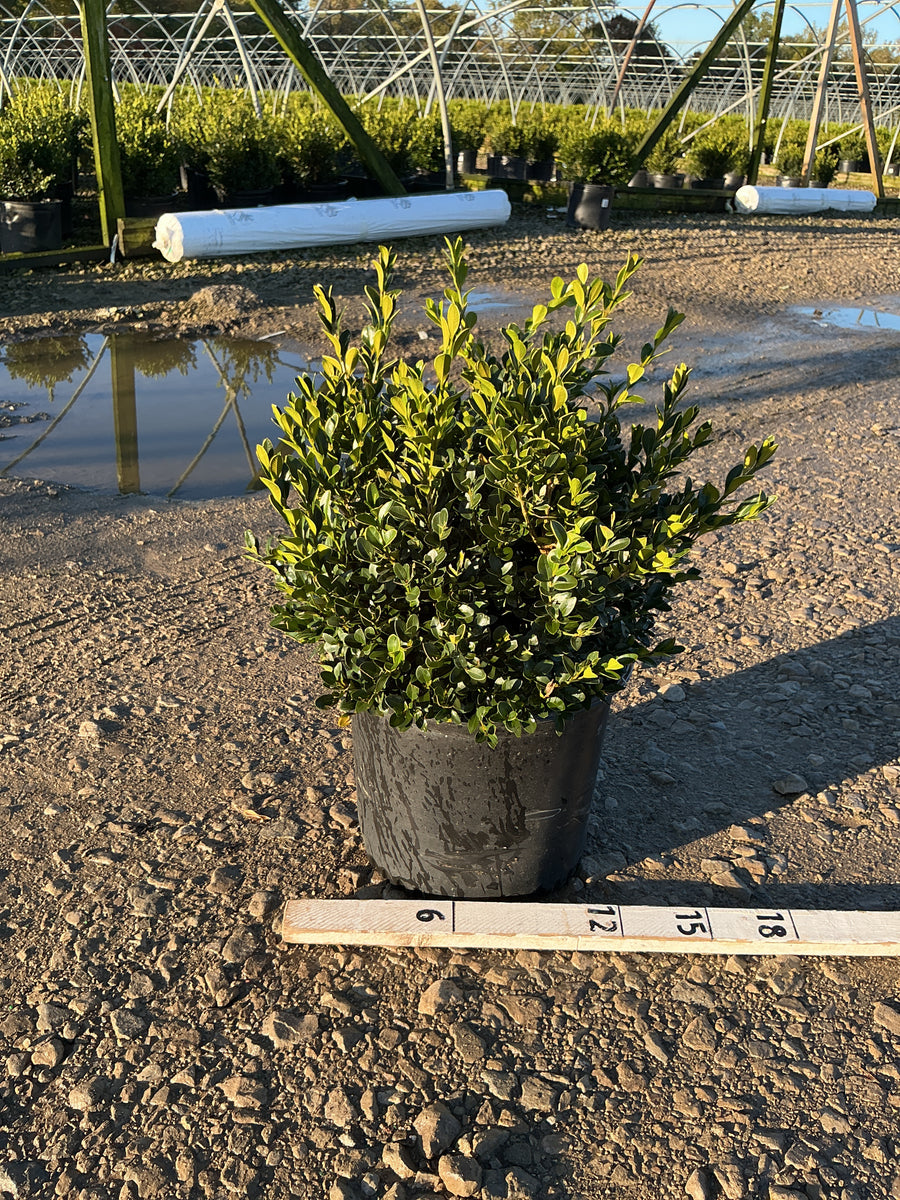 Buxus microphylla 'Green Velvet'