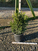 Buxus microphylla 'Green Beauty'
