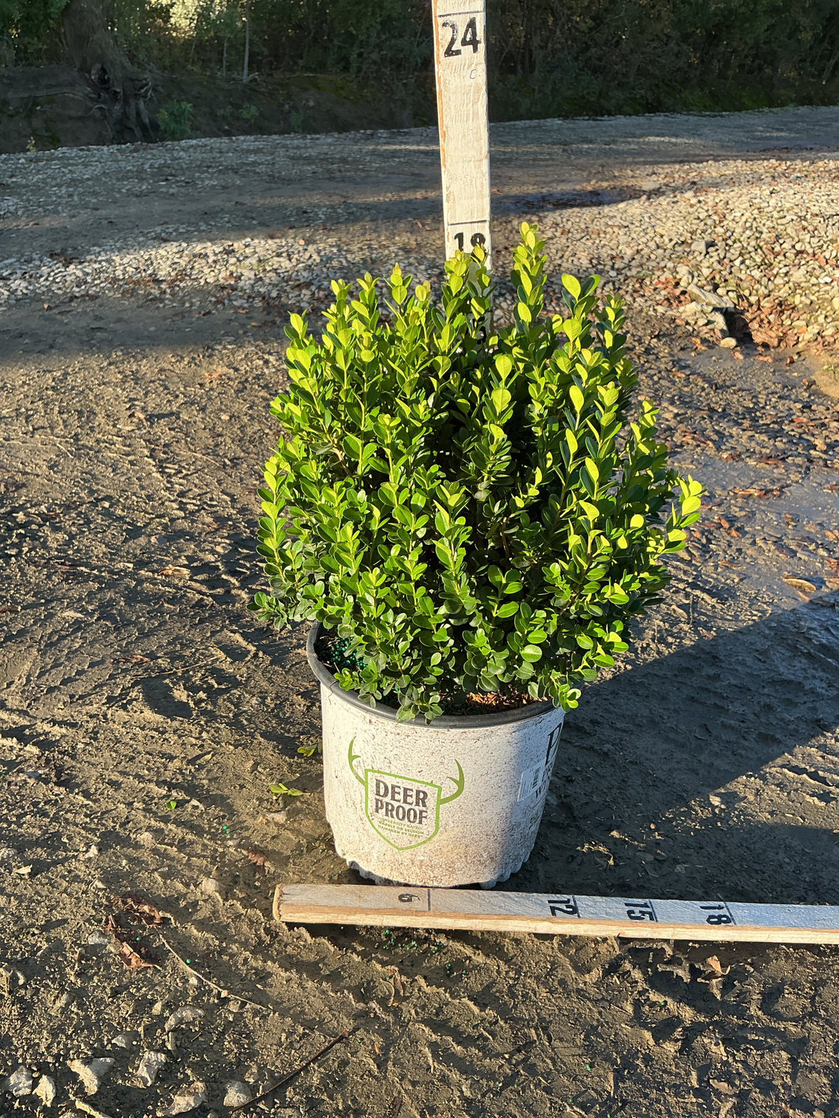 Buxus newgen 'Freedom'