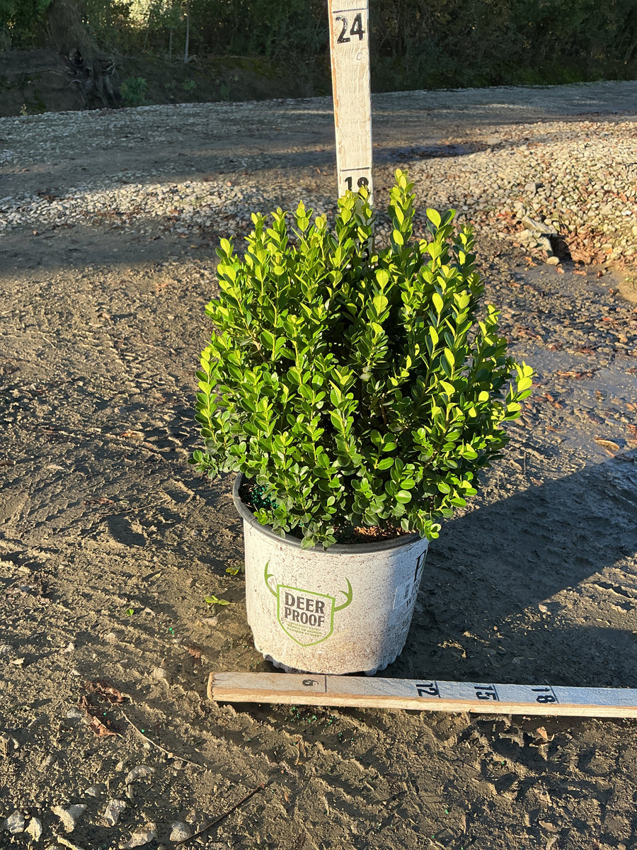 Buxus newgen 'Freedom'