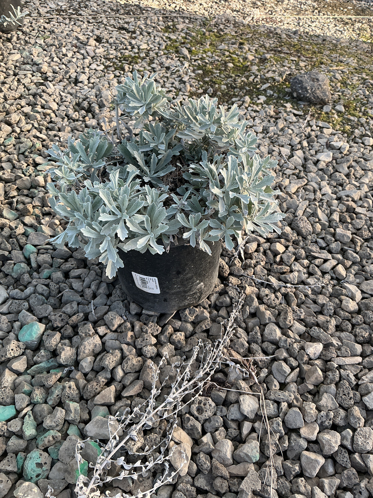 Artemisia garden 'Ghost'