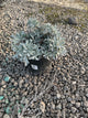 Artemisia garden 'Ghost'