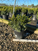 Buxus microphylla 'Green Velvet'