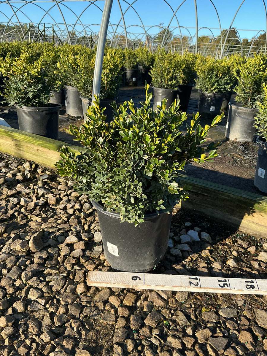 Buxus microphylla 'Green Velvet'