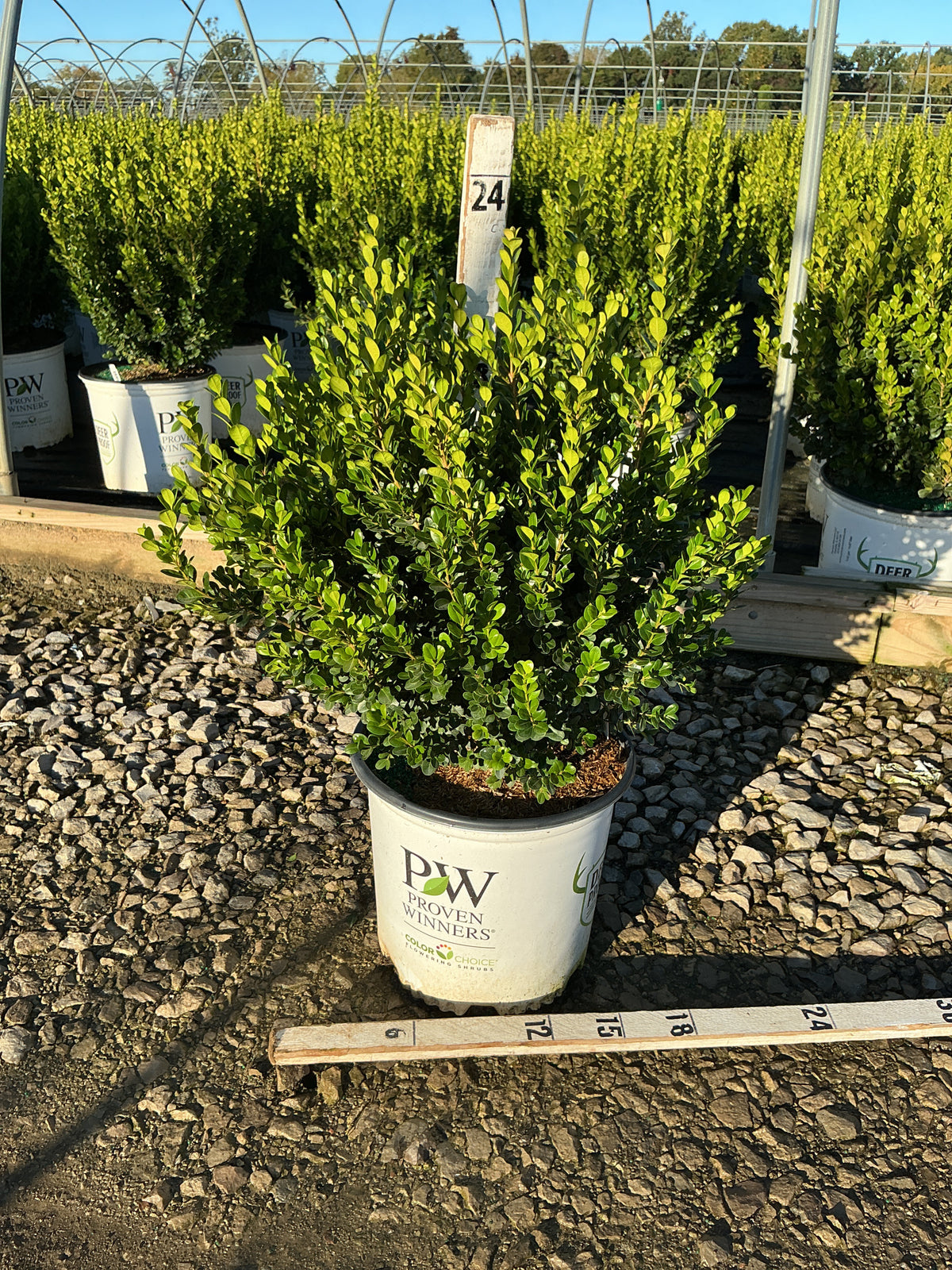 Buxus newgen 'Freedom'