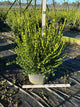 Buxus microphylla 'Winter Gem'