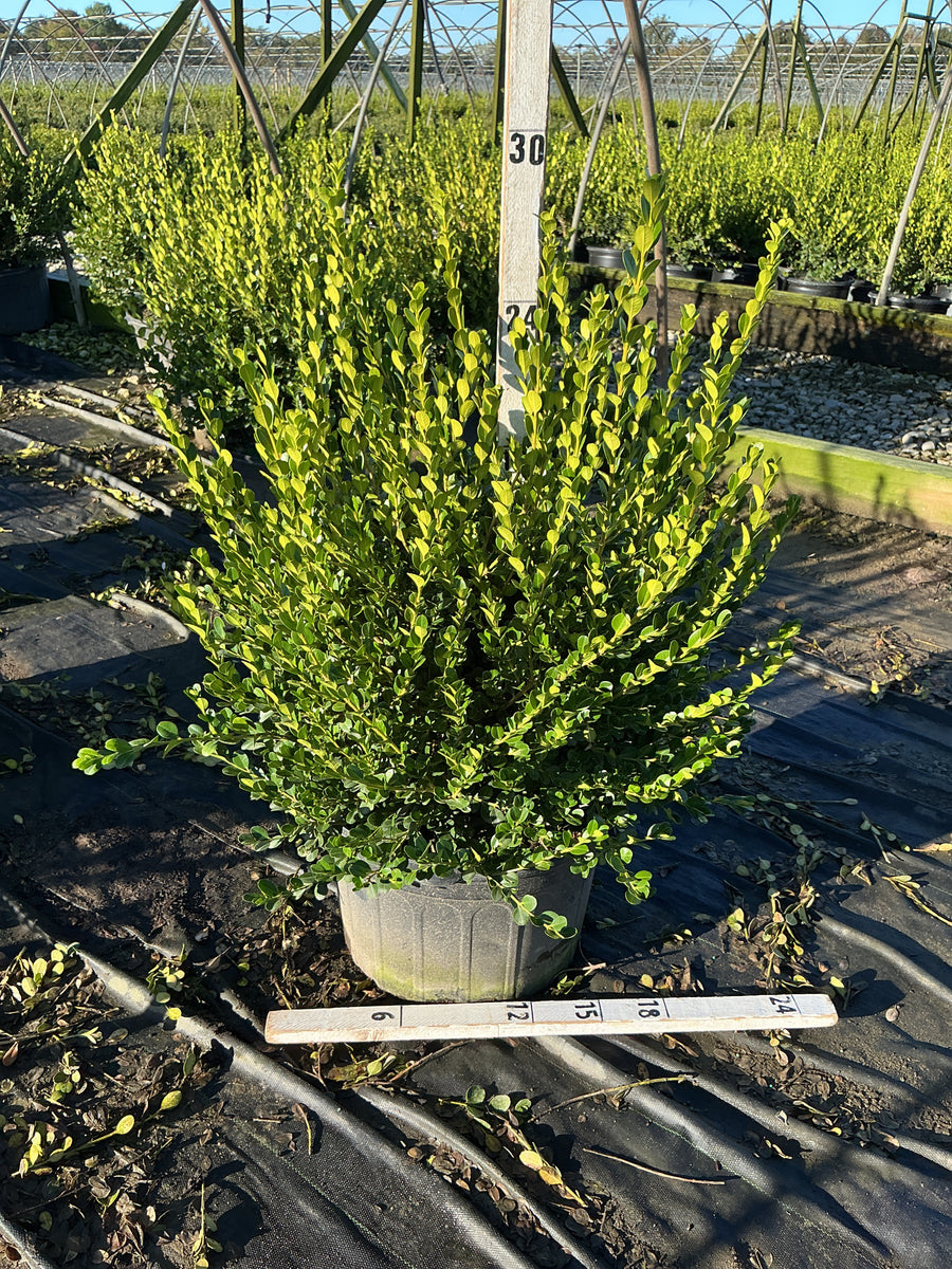 Buxus microphylla 'Winter Gem'