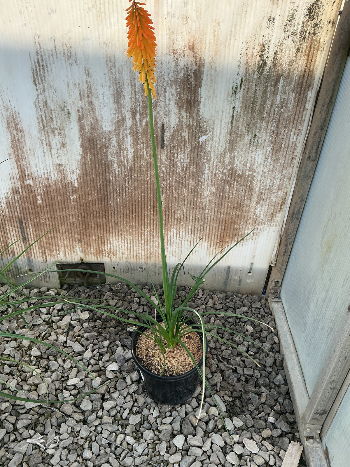 Kniphofia  'Mango Popsicle'